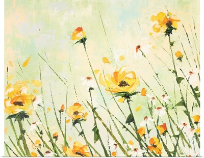 Chrysanthemum And Daisy Field