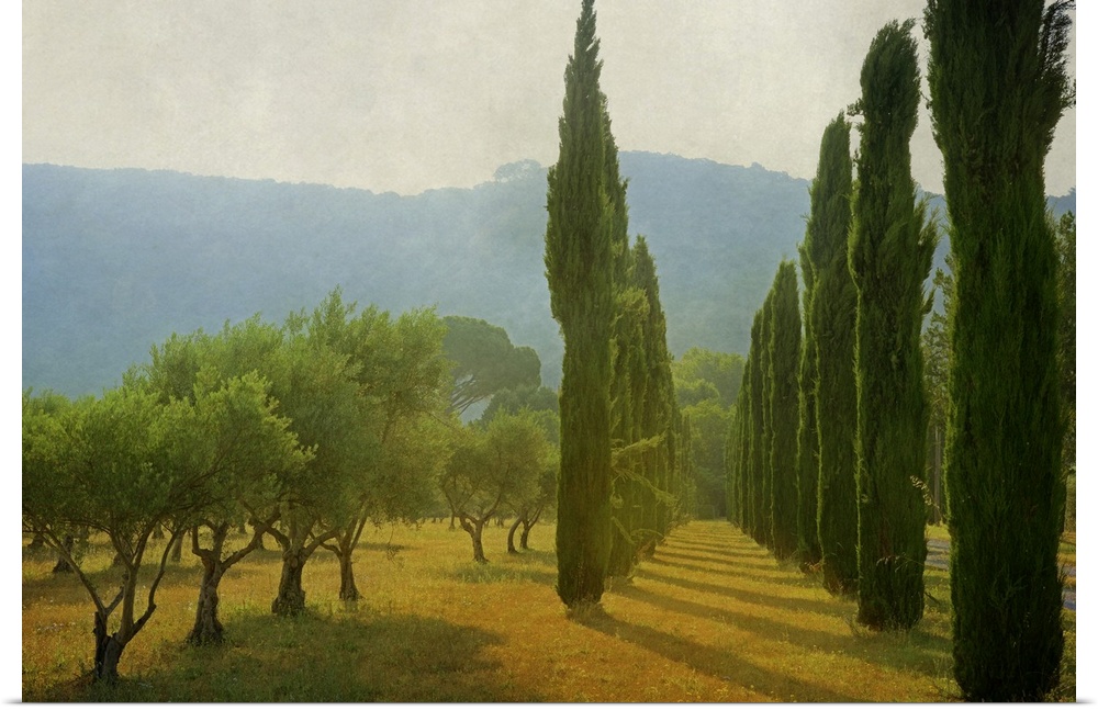 A photograph of an idyllic countryside scene, with late afternoon light hitting cypress trees and creating long shadows.