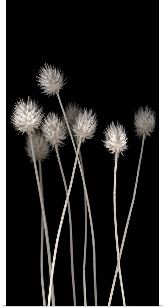 Long vertical photograph of dried flowers.