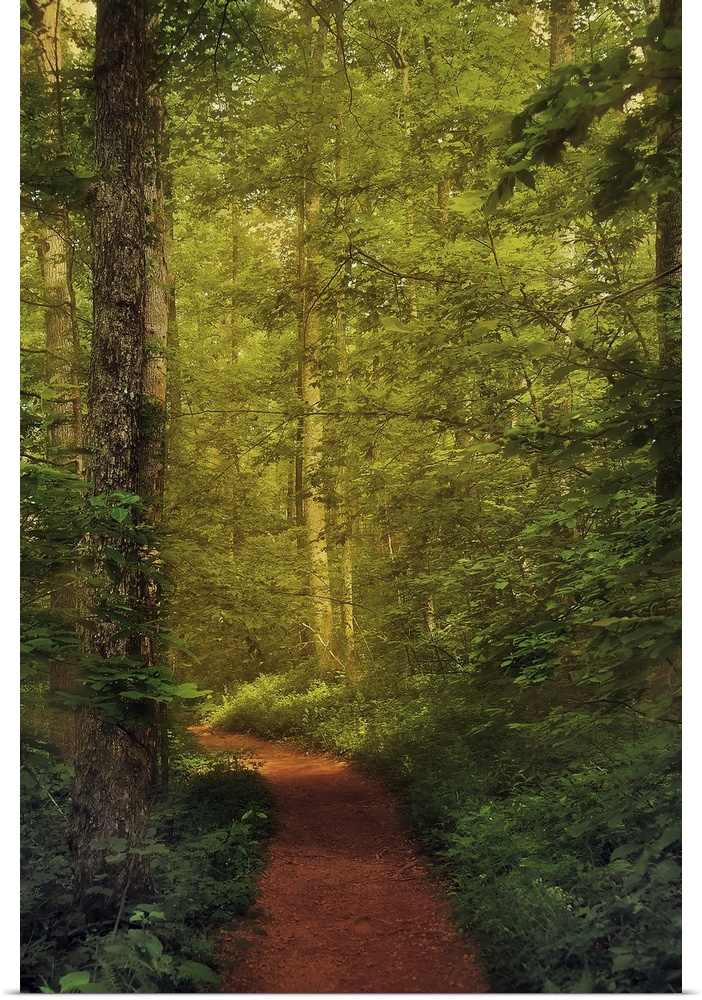 A photograph of a forest in green foliage, with a red forest floor path cutting through it.