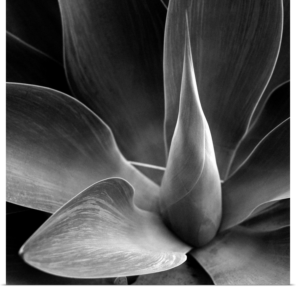 The heart of a large agave with a monochrome tint applied.