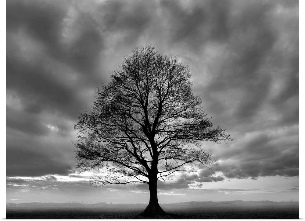 A horizontal black and white photograph of a single tree in a field covered in mist with dramatic clouds in the sky.