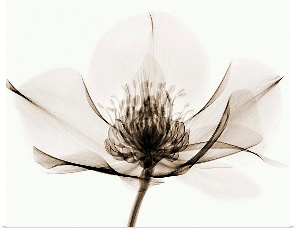 X-Ray photograph of a hellebore flower against a white background.