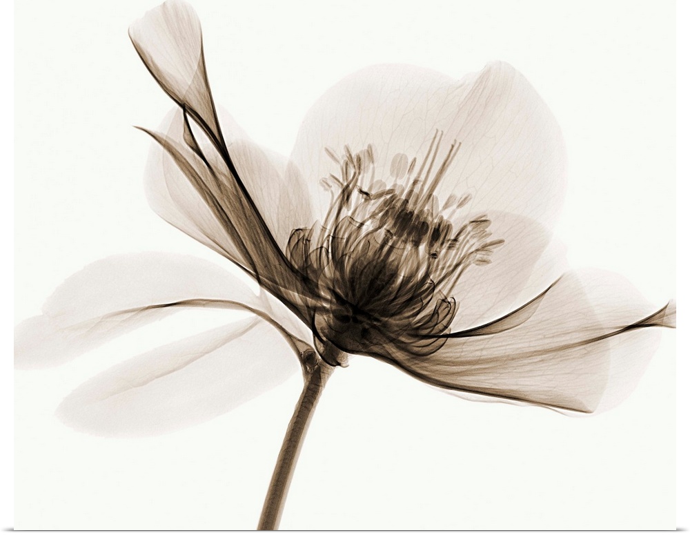 X-Ray photograph of a hellebore flower against a white background.