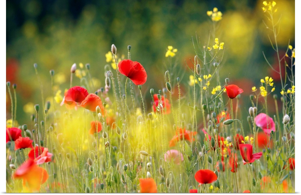 An image of a field of wildflowers in bright colors of red, pink and yellow.