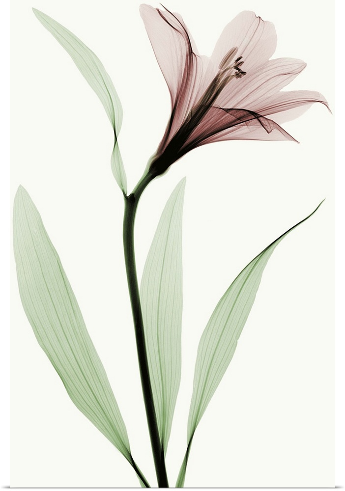 X-Ray photograph of a lily against a white background.