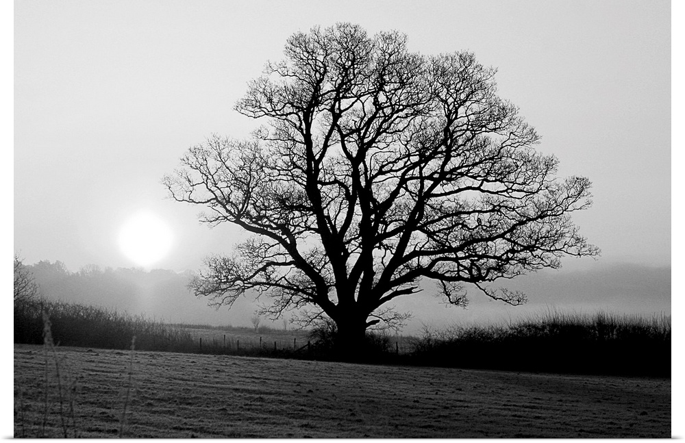 A black and white image of a single large tree in a meadow.