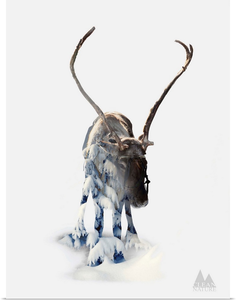 A composite image of a moose merged with an image of a forest covered in snow.