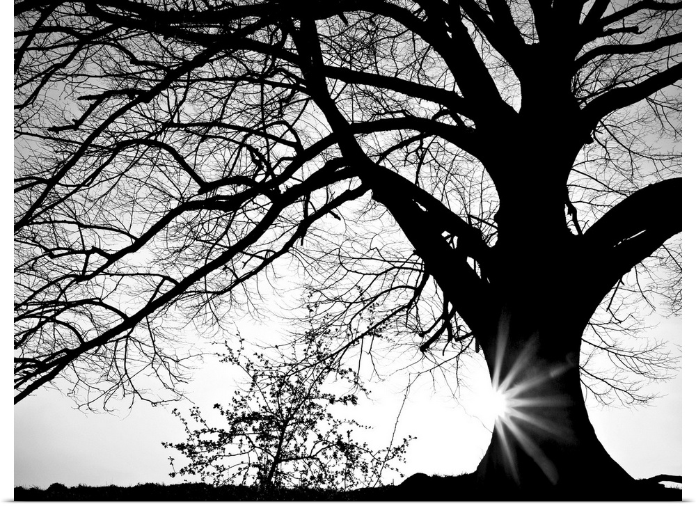 Black and white photograph of a large oak tree with the sun setting behind it.