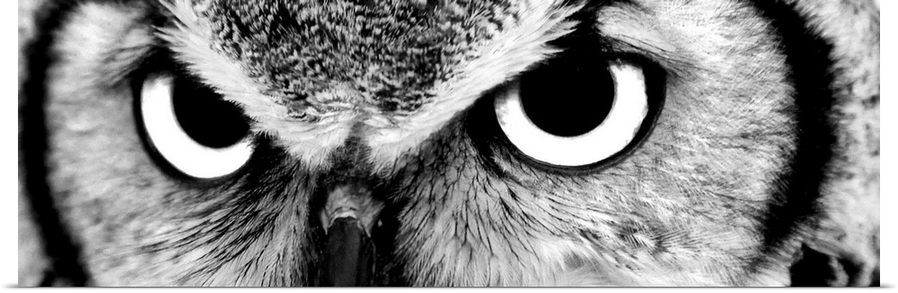 Black and white close up image of the eyes of an owl.