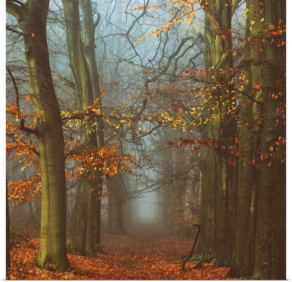 A photograph of a forest in autumn foliage looking down a foggy path.
