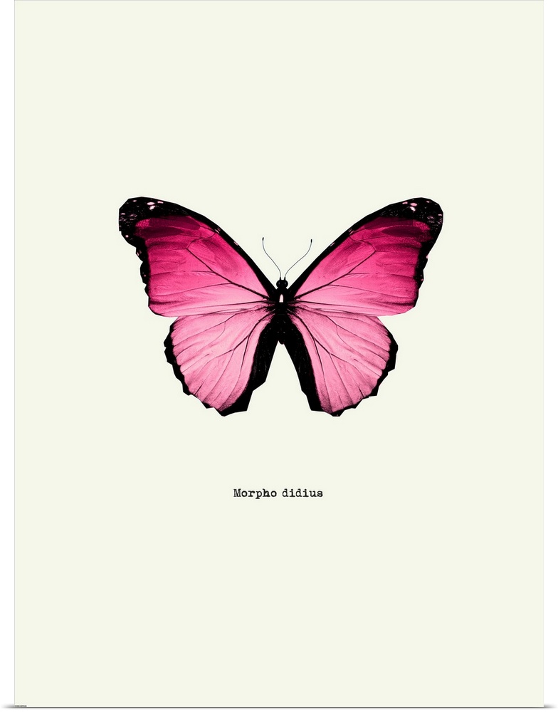 Image of a pink butterfly with the scientific name below it, Morpho Didius.