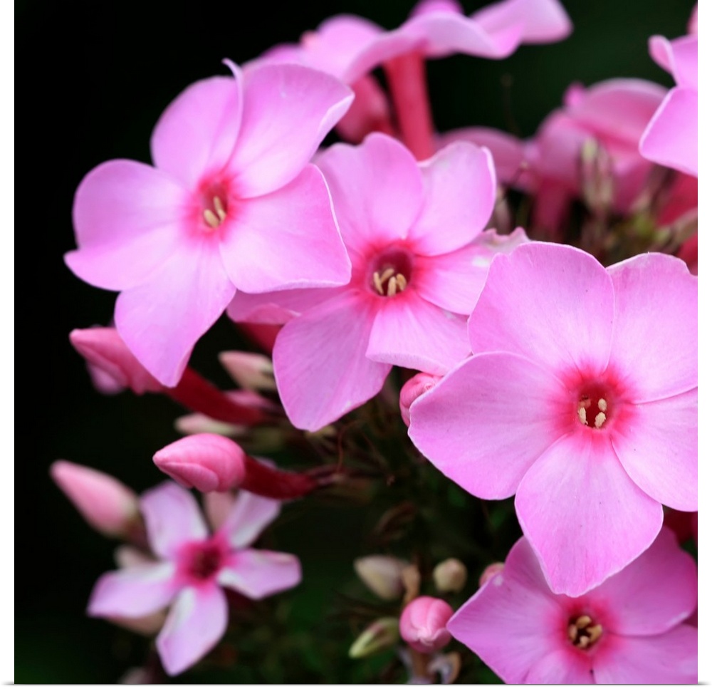 Close up photographic of bright pink phlox flowers.