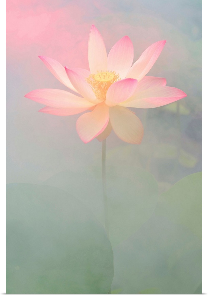 A soft pastel colored photograph of a white flower with pink tips on the petals.