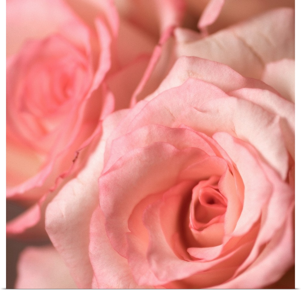 Bouquet of soft pink roses. Focus is on front flower.