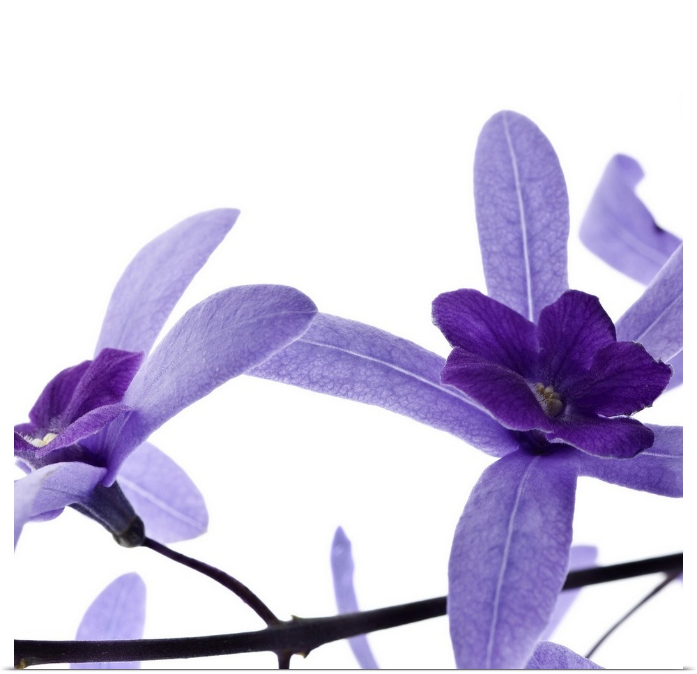 Square photograph of two purple blossoms on a branch.