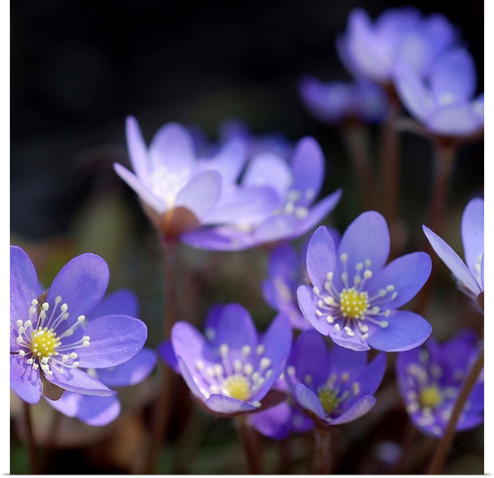 A square photograph of a group of purple flowers, with the front blooms in focus.