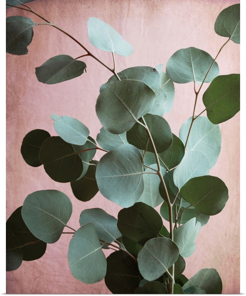 Photography of eucalyptus leaves set against a contrasting pink background.
