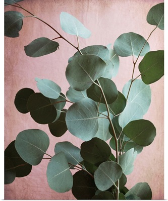Sage Eucalyptus No. 1