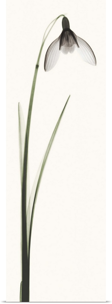 X-Ray photograph of a snowdrop flower against a white background.