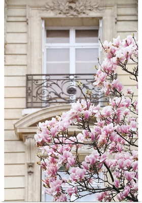 Spring Magnolias In Paris