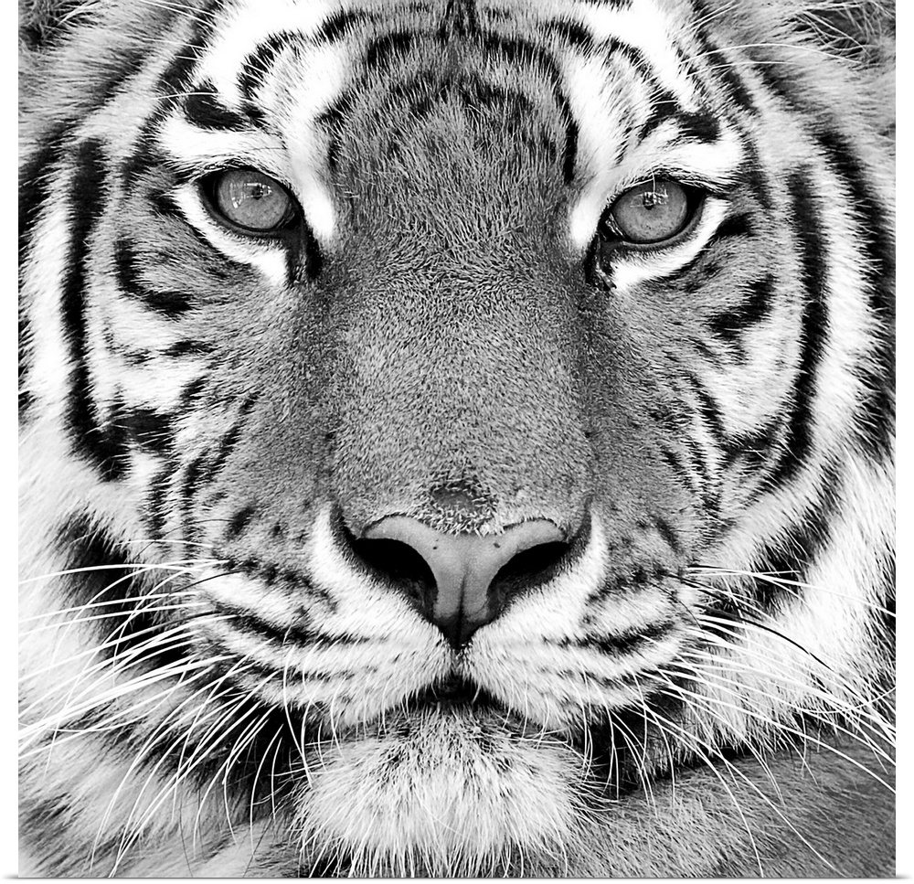 Black and white close-up portrait of the big tiger.