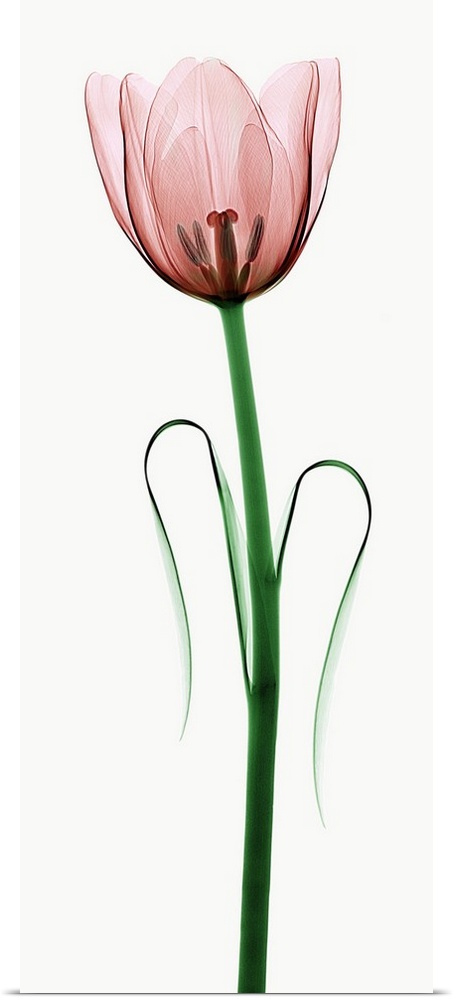 X-Ray photograph of a tulip against a white background.