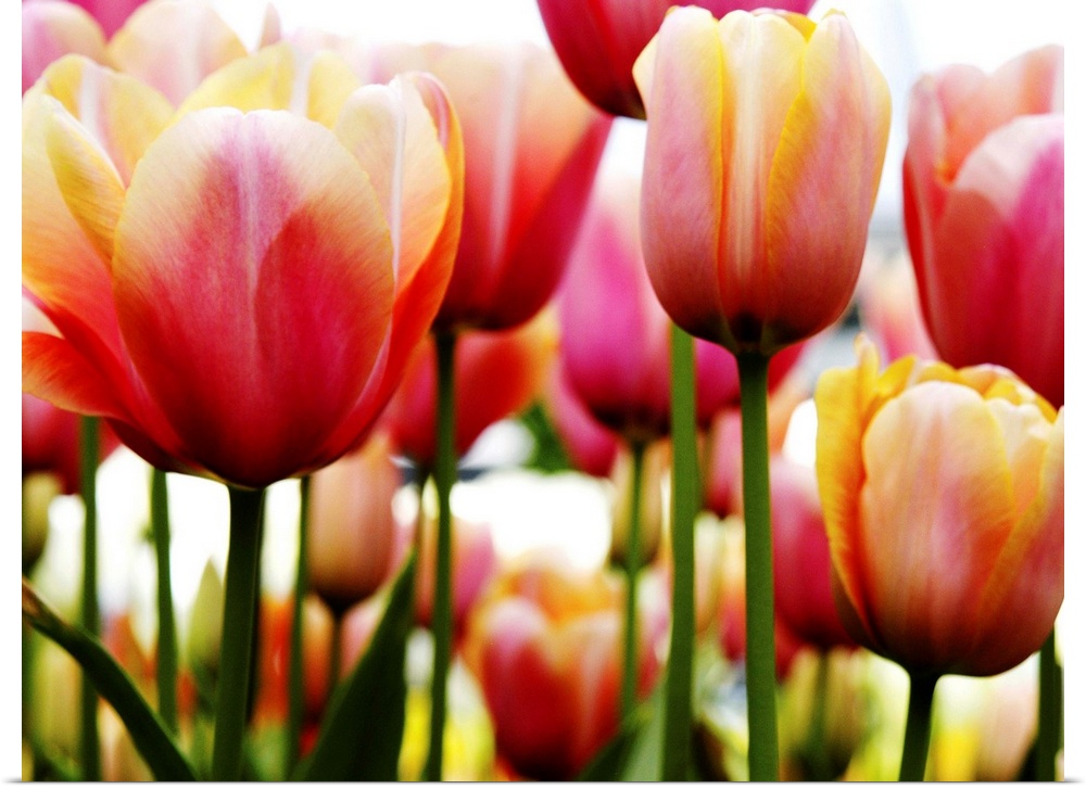 A horizontal photograph of layered rows of colorful tulips.