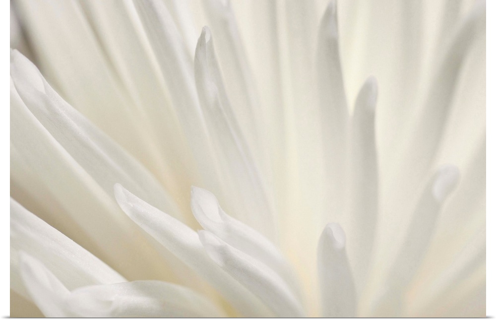 Abstract macro of a delicate white flower.