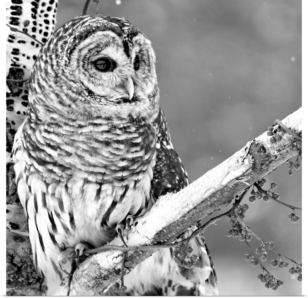 Black and white photograph of an owl on a branch in the snow.
