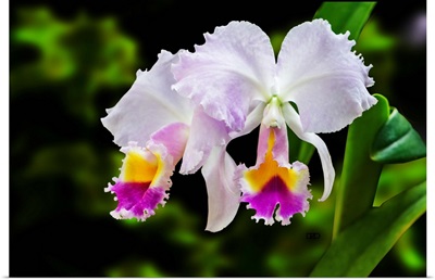 White, Yellow and Fuchsia Orchids