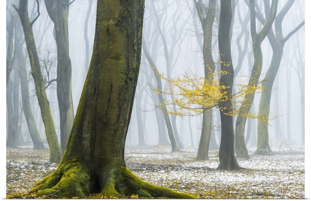 A forest of crooked trees surround by a snowy mist.