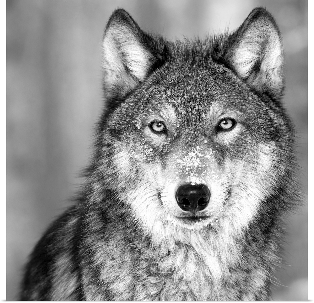 Black and white square image of a wolve in the snow.