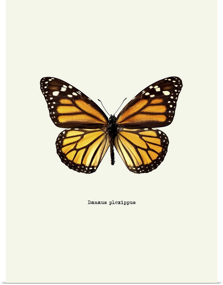 Image of a yellow butterfly with the scientific name below it, Danaus Plexippus.