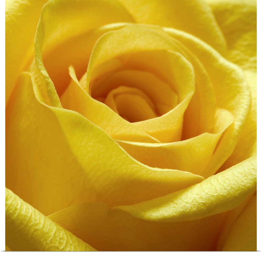 Square close up photograph of a yellow rose.