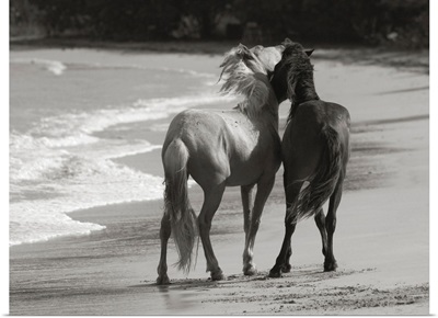 Young Mustangs on Beach