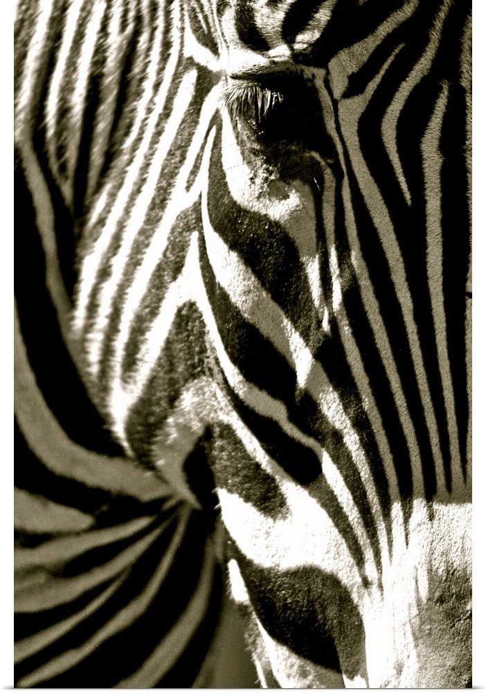 Black and white photograph of a close-up of a zebra head.