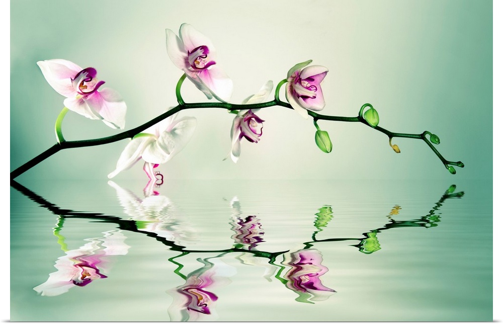 A photograph of a branch of orchids reflecting in water.