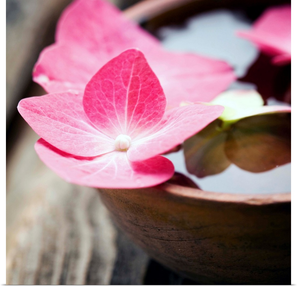 A square photograph of pink flowers in a bowl of water.