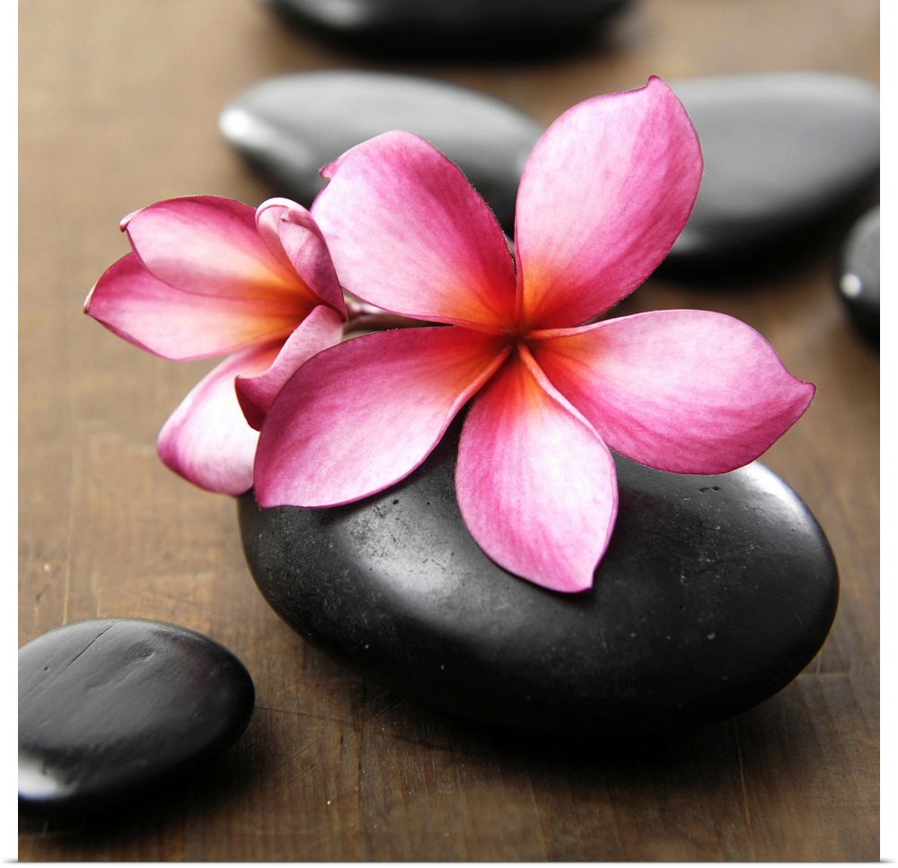 Square image of pink flowers on smooth black rocks on wood.