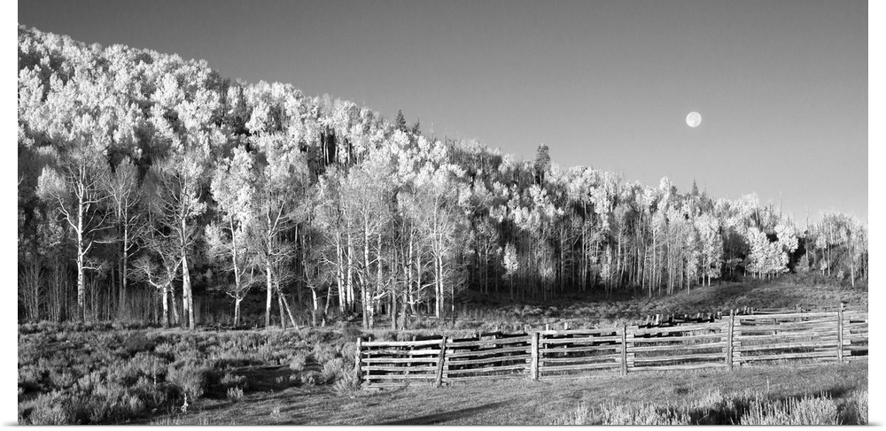Photograph in black and white Ansel Adams styleof aspens and a full moon.