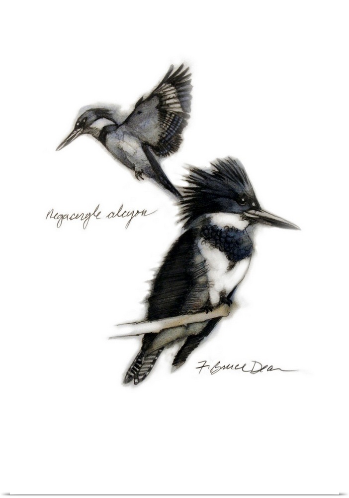 Belted Kingfisher