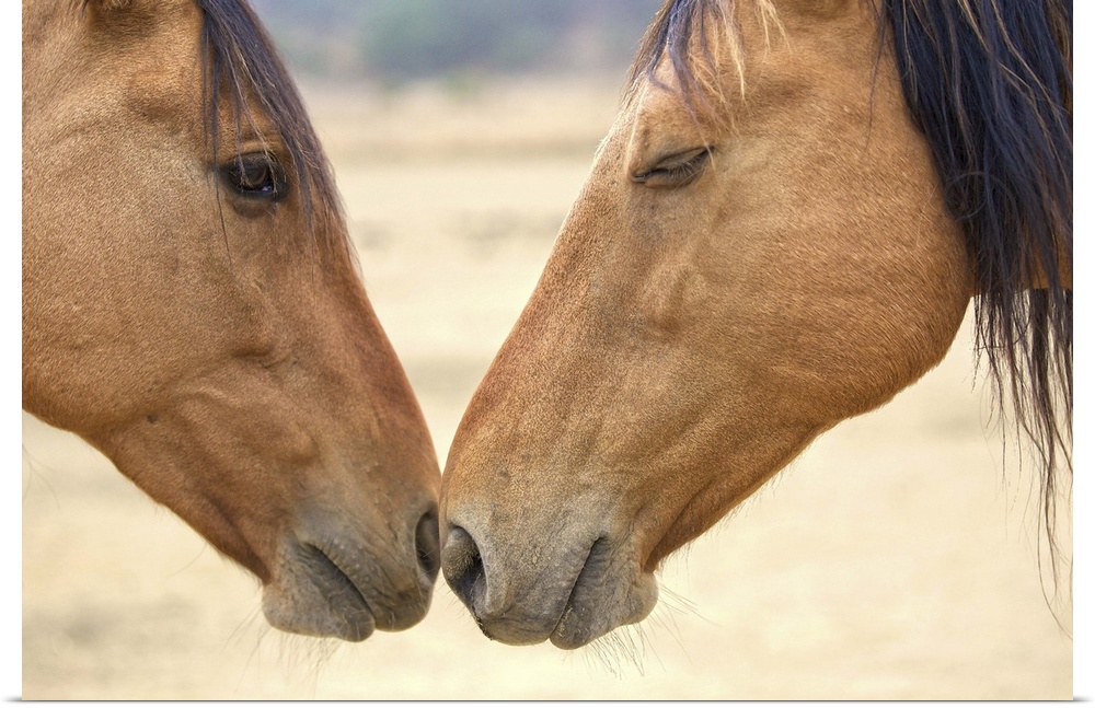 Two wild horses touching noses.