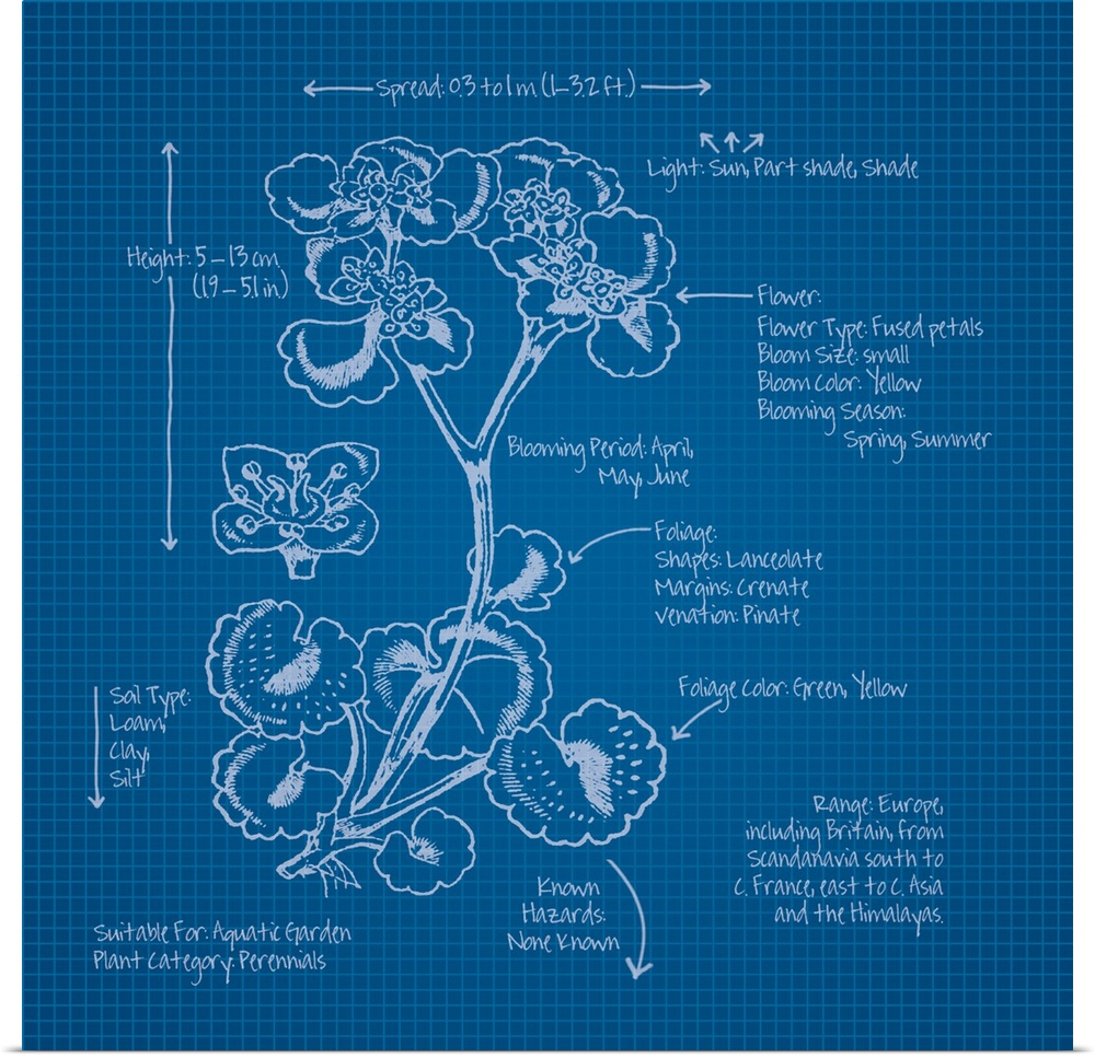Digital artwork of a blueprint in blue and white featuring a perennial with brief information about the plant.