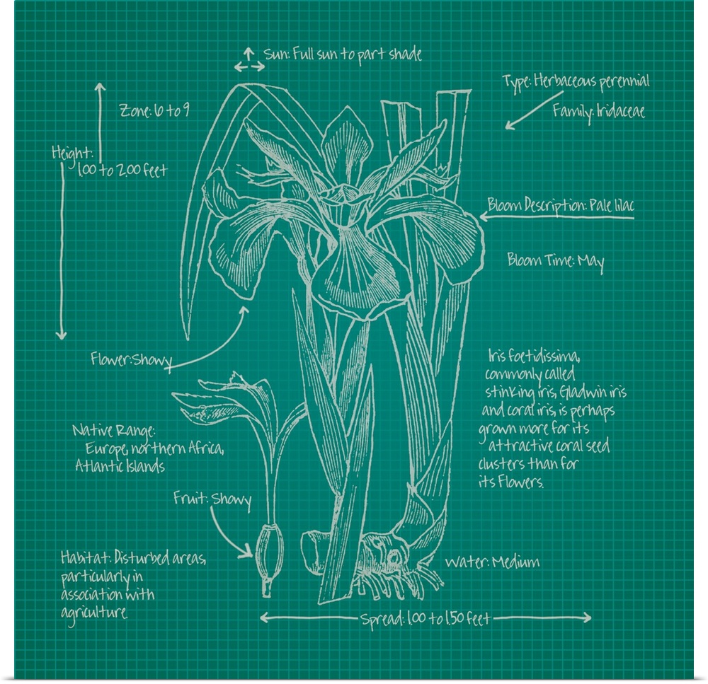 Digital artwork of a blueprint in green and white featuring a perennial with brief information about the plant.
