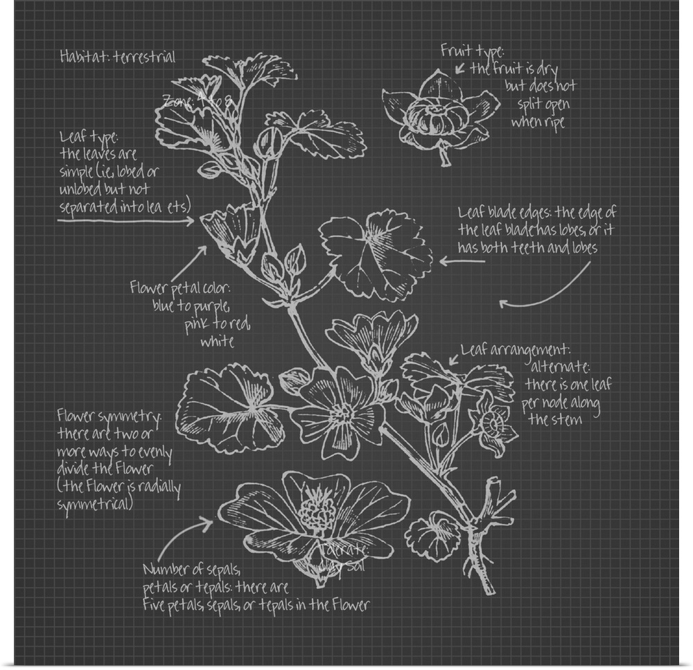 Digital artwork of a blueprint in slate gray and white featuring a rosaceae botanical with brief information about the plant.