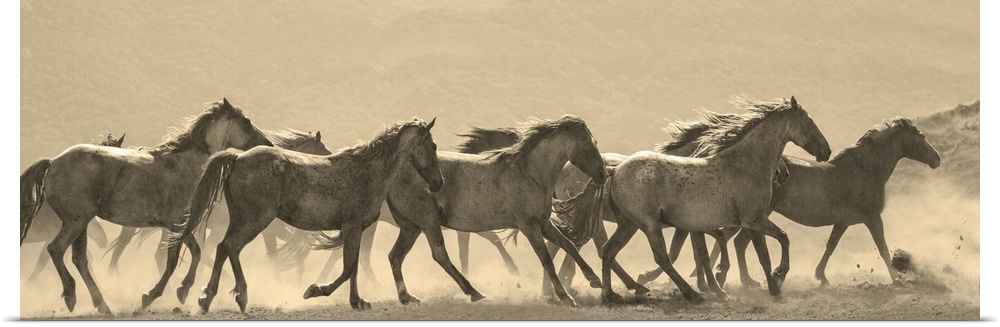 Photograph in sepia of a parade of horses in a dusty field.