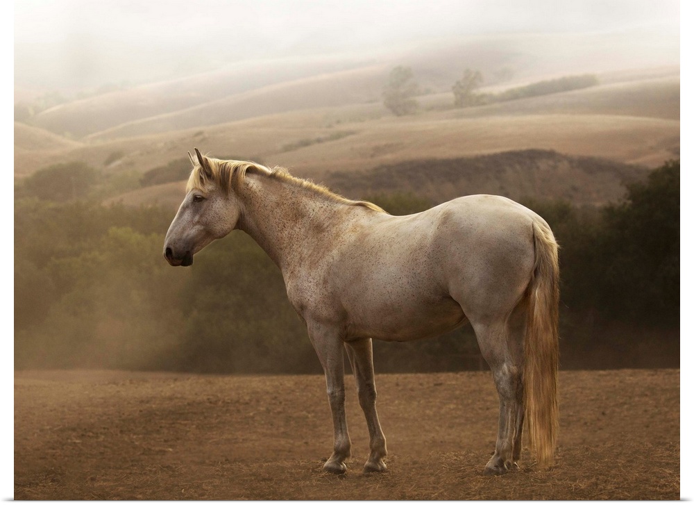 Photograph of a white horse standing in the morning mist by Sally Linden.