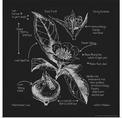 Rosaceae Blueprints