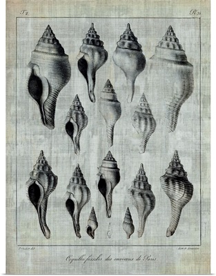 Shell Fossil Collection 5